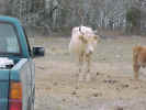 WhiteCow1.jpg (66256 bytes)