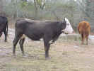 WhiteFacedBlackCow.jpg (90181 bytes)