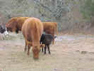 cowgroup2.jpg (89542 bytes)