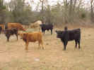 cowgroup3.jpg (91504 bytes)