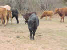 cowgroup4.jpg (90831 bytes)