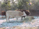 whiteandbrowncoweatinghay.jpg (107938 bytes)