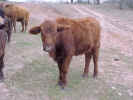 BrownCow3b.jpg (67822 bytes)