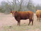BrownCow5.jpg (89560 bytes)