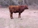 browncow01.jpg (68443 bytes)