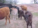 cowgroup-2.jpg (70524 bytes)