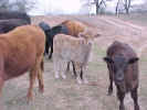 cowgroup-3.jpg (66799 bytes)