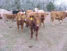 cowgroup-5c.jpg (85343 bytes)