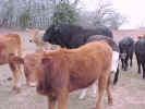 cowgroup-6.jpg (70940 bytes)