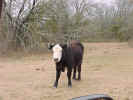 whitefacedblackcow.jpg (79910 bytes)