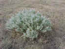 tumbleweed.jpg (89806 bytes)