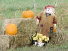 Halloween3.jpg (81484 bytes)