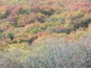 FallColor18.jpg (113291 bytes)