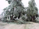 CederTreesB1.jpg (98948 bytes)
