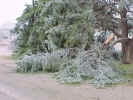 CederTreesD1.jpg (95967 bytes)