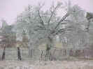 FieldsPlaceTree.jpg (76028 bytes)