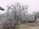 TreeNearGarden2.jpg (82695 bytes)