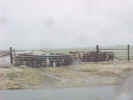cows2.jpg (38084 bytes)