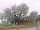 tree.jpg (69079 bytes)
