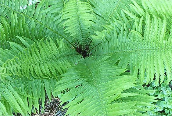 side yard fern bed May 30, 2003