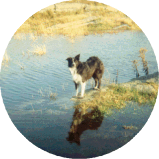 Phoebe&nbsp; at the pond