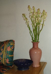 Picture of a vase of Polianthes tuberosa, DOUBLE ‘PEARL’ TUBEROSE in a room at the Cabildo Suites in Buenos Aires, Argentina