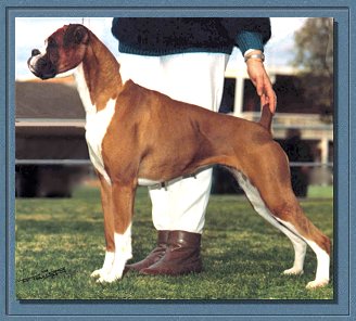 Aust.Ch.Loujay Rich and Famous
