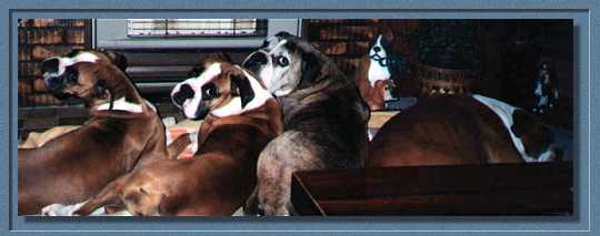 Aust.Ch.Topline Tradition at 7 years and Aust.Ch.Loujay Rich and Famous at 15 months