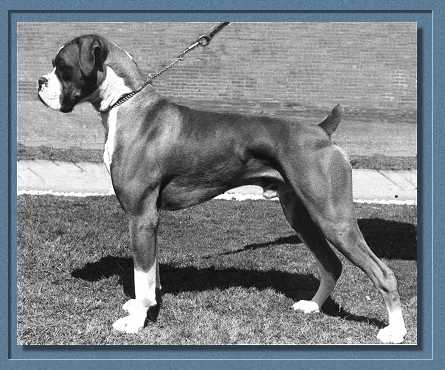 Aust.Ch.Topline Tradition
