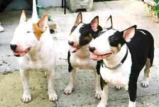 Picture of 3 dogs