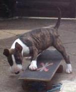 Amy on Skateboard