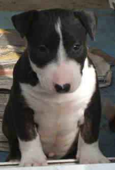 One of Hattie's boy pups