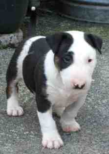 Another boy pup of Hatties