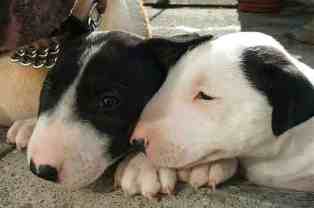Both of Hattie's pups