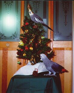 Christmas tree birds