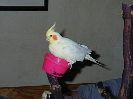 Freddie