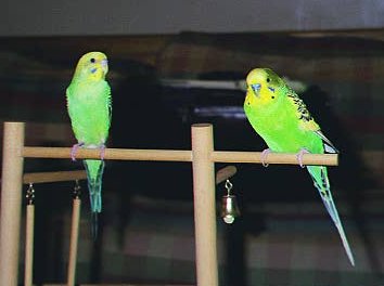 Ricki and Mr. Tickles