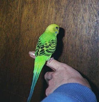 Ricki