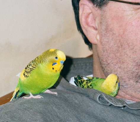 Copypreen