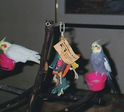 Rocket and Freddie