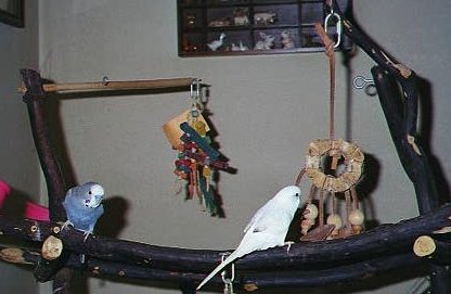 Snowflake and Dusty