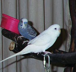 Snowflake and Dusty