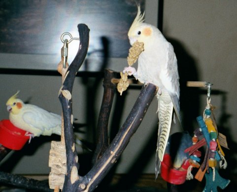 I love my millet!
