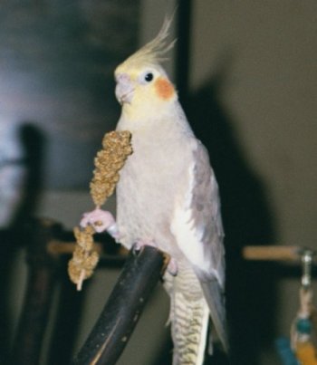 This is MY millet!