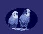 Visit the budgies' page
