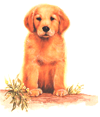 Puppy