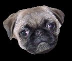 Bella, my wonderful little pug girl!