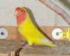 _peaches.jpg (14621 bytes)