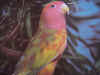 dsc002372co1.jpg (136246 bytes)