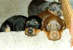 The three must be dreaming of Duncan's page